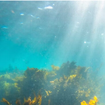 Why Seaweed?