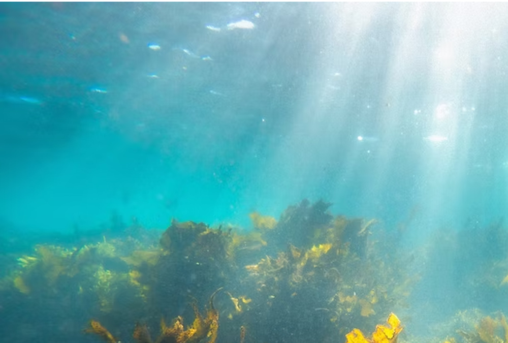 why seaweed?