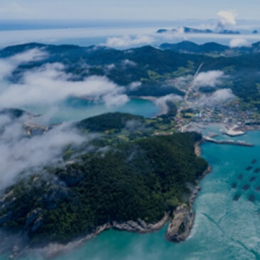 Dried Mustard Seaweed – Miyeok