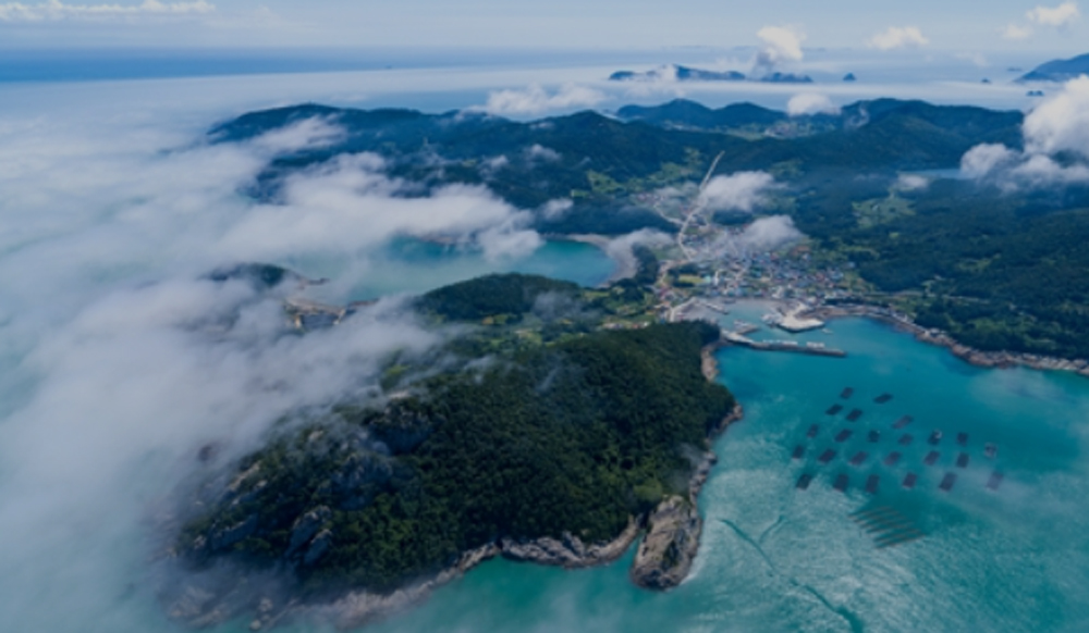 Dried Mustard Seaweed – Miyeok